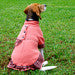 Chami Dog Dress